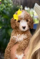 Muffin, a female Miniature Goldendoodle for sale in Miramar, FL – 1 of 4