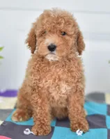 Mr. Louie, a male Miniature Goldendoodle for sale in Miramar, FL – 2 of 4