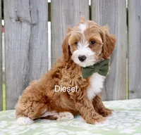 Diesel, a male Miniature Goldendoodle for sale in Miramar, FL – 2 of 4