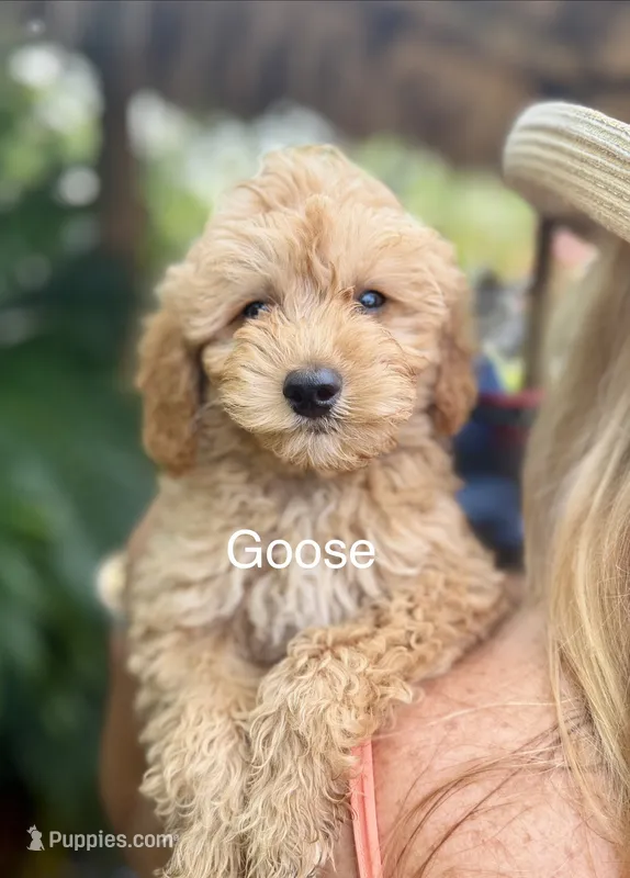Goose – Miniature Goldendoodle puppy for sale in Miramar, FL