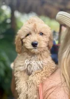 Goose, a male Miniature Goldendoodle for sale in Miramar, FL – 1 of 4