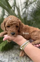 Mr. Bogey, a male Miniature Goldendoodle for sale in Miramar, FL – 2 of 6
