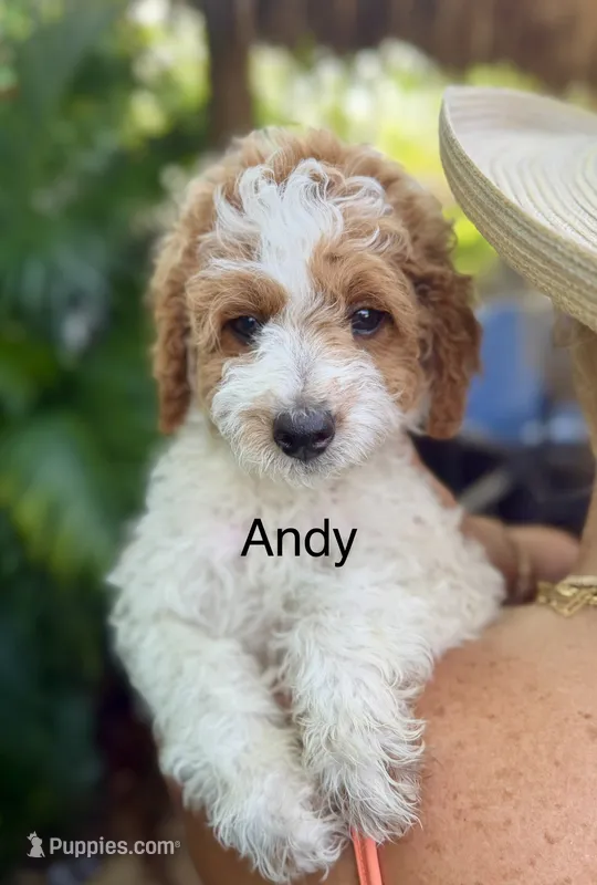 Andy – Miniature Goldendoodle puppy for sale in Miramar, FL