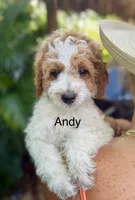 Andy, a male Miniature Goldendoodle for sale in Miramar, FL – 1 of 4