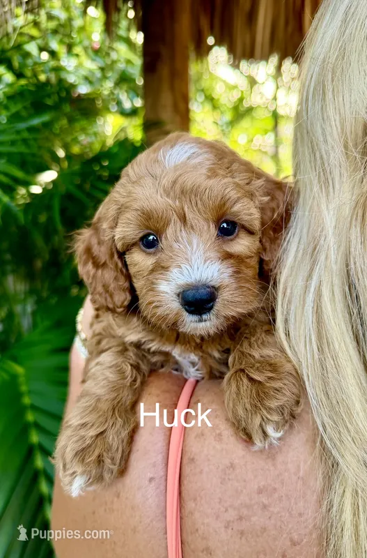 Mr. Huck – Miniature Goldendoodle puppy for sale in Miramar, FL
