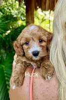 Mr. Huck, a male Miniature Goldendoodle for sale in Miramar, FL – 1 of 5