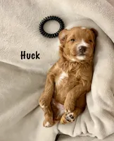 Mr. Huck, a male Miniature Goldendoodle for sale in Miramar, FL – 2 of 5