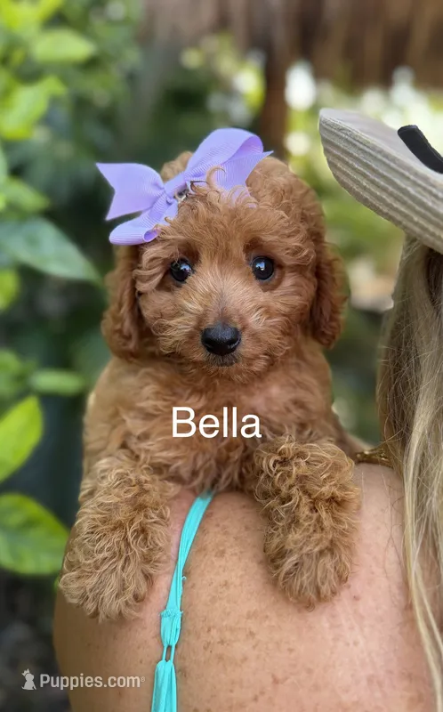 Ms Bella – Miniature Goldendoodle puppy for sale in Miramar, FL