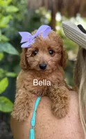 Ms Bella, a female Miniature Goldendoodle for sale in Miramar, FL – 1 of 3