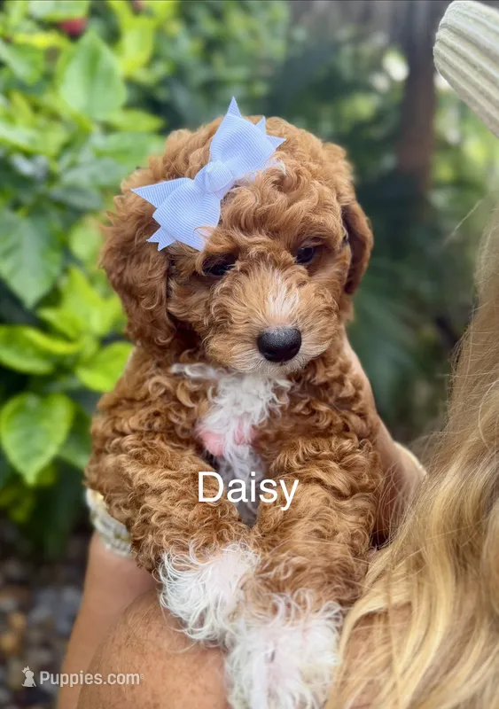 Ms Daisy – Miniature Goldendoodle puppy for sale in Miramar, FL
