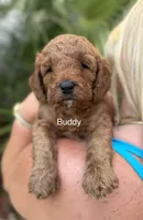 Mr. Buddy, a male Miniature Goldendoodle for sale in Miramar, FL – 2 of 6