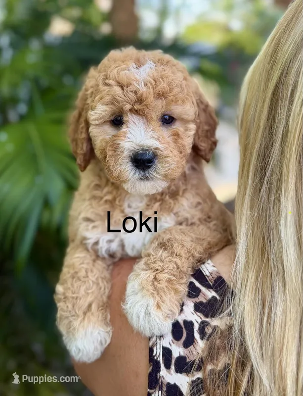 Mini Loki