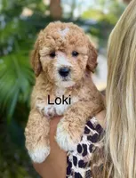 Mini Loki, a male Miniature Goldendoodle for sale in Miramar, FL – Photo 1 of 2