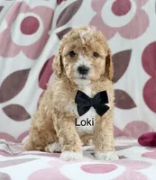 Mini Loki, a male Miniature Goldendoodle for sale in Miramar, FL – Photo 2 of 2