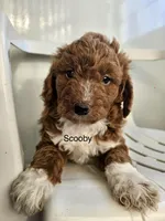 Mini Scooby, a male Miniature Goldendoodle for sale in Miramar, FL – Photo 3 of 4
