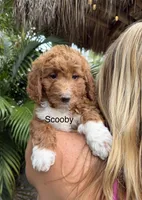 Mini Scooby, a male Miniature Goldendoodle for sale in Miramar, FL – Photo 2 of 4