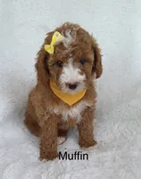 Muffin, a female Miniature Goldendoodle for sale in Miramar, FL – 2 of 4