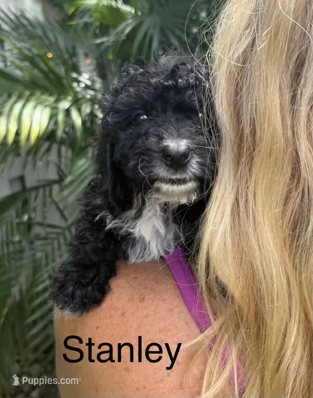 Mr. Stanley – Cavapoo puppy for sale in Miramar, FL