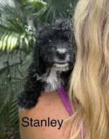 Mr. Stanley, a female Cavapoo for sale in Miramar, FL – 1 of 1
