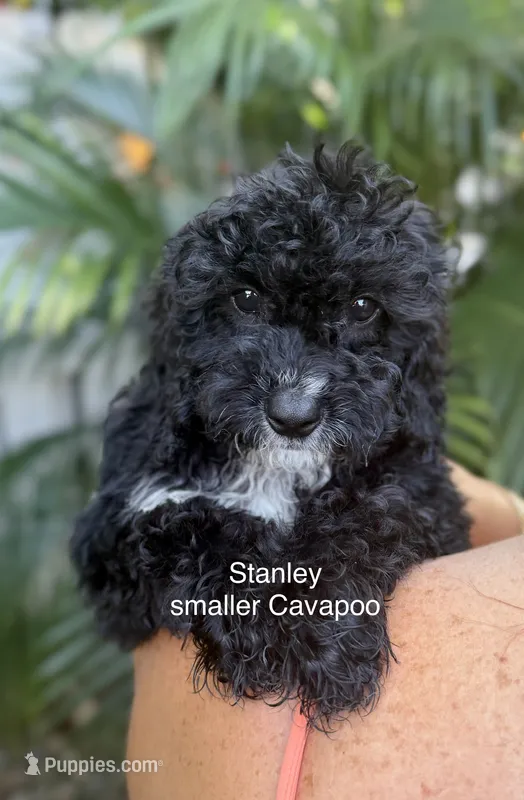 Mr. Stanley – Cavapoo puppy for sale in Miramar, FL