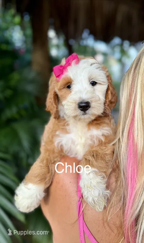 Ms. Chloe – Miniature Goldendoodle puppy for sale in Miramar, FL