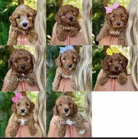 Ms Heidi, a male Miniature Goldendoodle for sale in Miramar, FL – 3 of 5