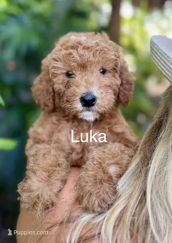 Mr. Luka – Miniature Goldendoodle puppy for sale in Miramar, FL