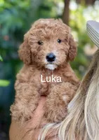 Mr. Luka, a male Miniature Goldendoodle for sale in Miramar, FL – 1 of 2