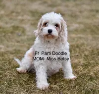 Mini Willie, a male Miniature Goldendoodle for sale in Miramar, FL – Photo 3 of 3