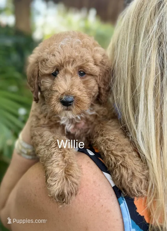Mini Willie