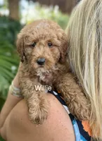 Mini Willie, a male Miniature Goldendoodle for sale in Miramar, FL – Photo 1 of 3