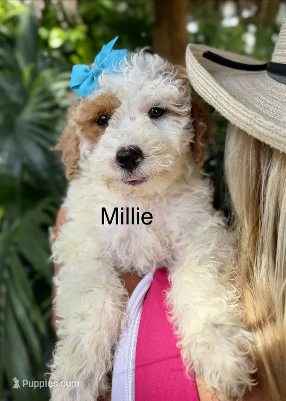 Ms. Millie – Miniature Goldendoodle puppy for sale in Miramar, FL