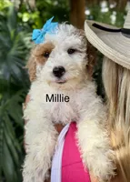 Ms. Millie, a male Miniature Goldendoodle for sale in Miramar, FL – 1 of 1
