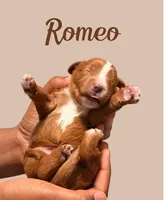 Mr. Romeo, a male Cavapoo for sale in Miramar, FL – 2 of 3