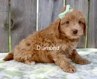 Diamond, a female Miniature Goldendoodle for sale in Miramar, FL – 2 of 4