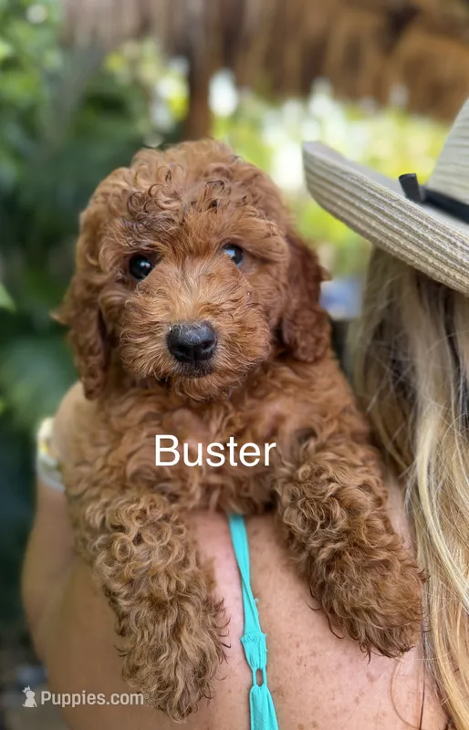 Mr. Buster – Miniature Goldendoodle puppy for sale in Miramar, FL