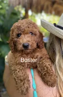 Mr. Buster, a male Miniature Goldendoodle for sale in Miramar, FL – 1 of 4