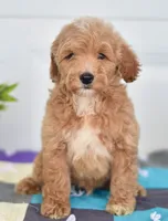 Mr. Lucky, a male Miniature Goldendoodle for sale in Miramar, FL – 2 of 3