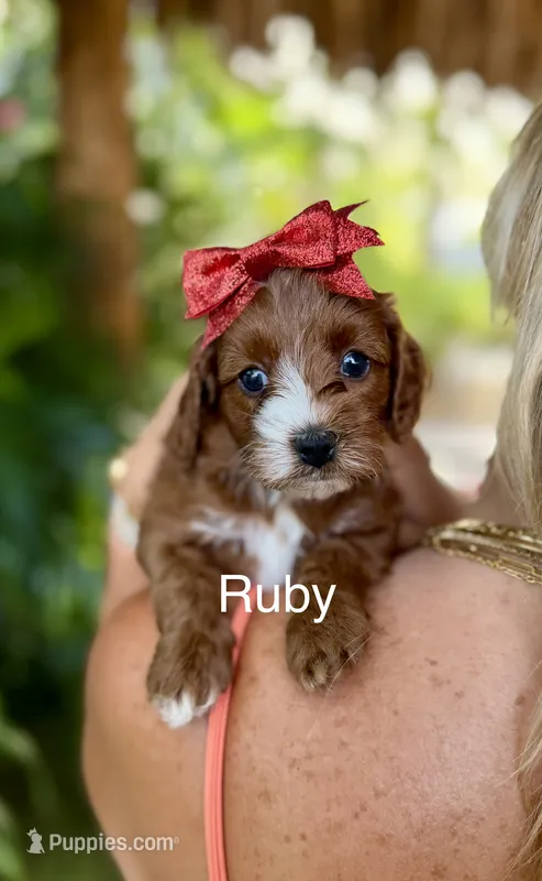 Ms Ruby – Cavapoo puppy for sale in Miramar, FL