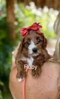 Ms Ruby, a male Cavapoo for sale in Miramar, FL – 1 of 3