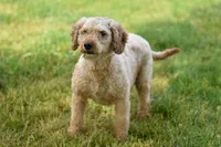 Ms Lovey, a female Miniature Goldendoodle for sale in Miramar, FL – 3 of 3