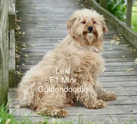 Goose, a male Miniature Goldendoodle for sale in Miramar, FL – 3 of 4