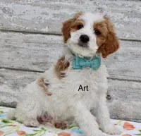 Art, a male Miniature Goldendoodle for sale in Miramar, FL – 2 of 4