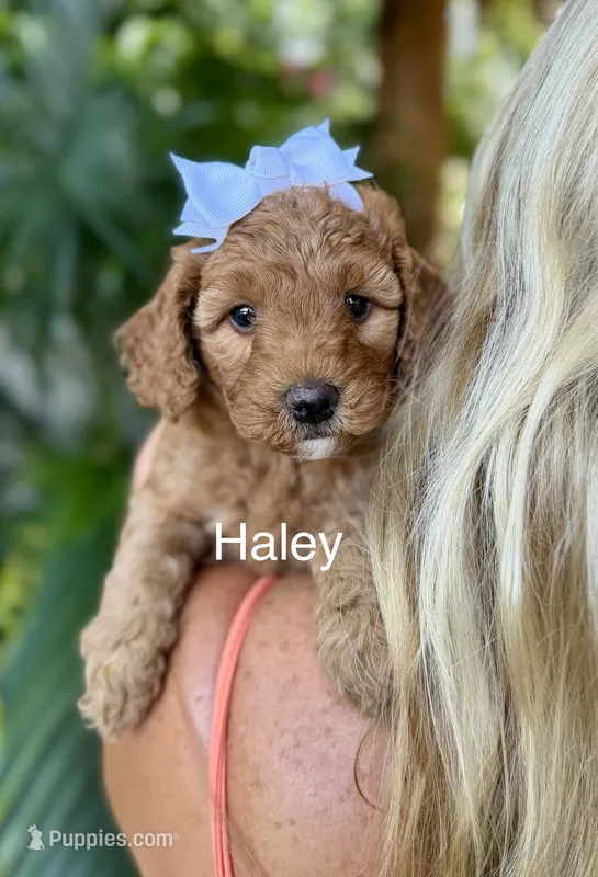 Ms Haley – Miniature Goldendoodle puppy for sale in Miramar, FL