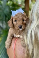Ms Haley, a female Miniature Goldendoodle for sale in Miramar, FL – 1 of 5