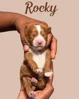 Mr. Rocky, a male Cavapoo for sale in Miramar, FL – 2 of 3