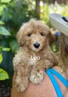 Mr. Leo , a male Miniature Goldendoodle for sale in Miramar, FL – 1 of 2