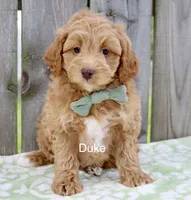 Duke, a male Miniature Goldendoodle for sale in Miramar, FL – 2 of 4