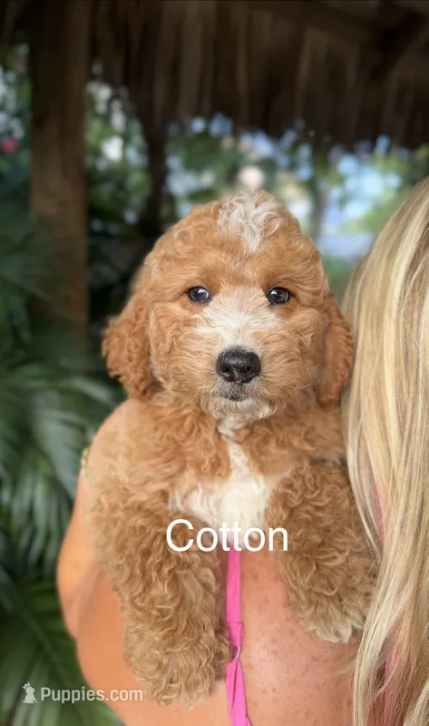Mr. Cotton – Miniature Goldendoodle puppy for sale in Miramar, FL