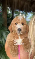 Mr. Cotton, a male Miniature Goldendoodle for sale in Miramar, FL – 1 of 1